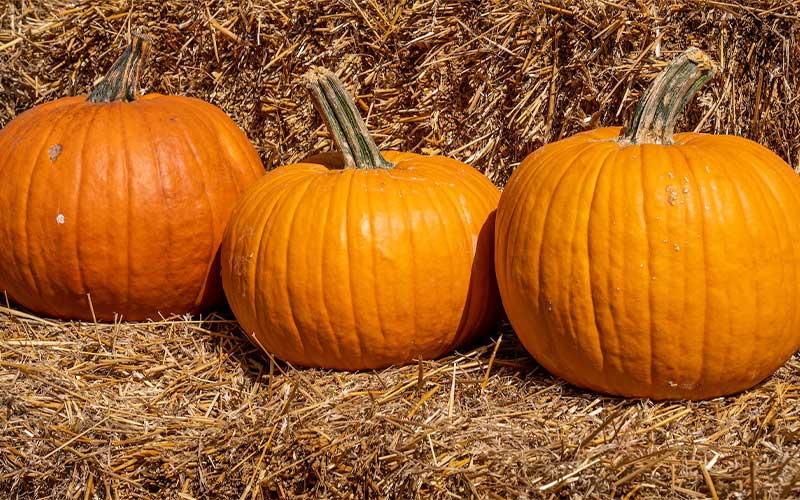 Headingley Giant Pumpkin Contest